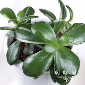 Crassula ovata Roger Hyan reverse variegated - 1 cutting with small roots - super rare Jade plant Money tree Mitsuhashi Collection