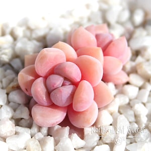 Op de afbeelding: Een close-up van een roze succulent met vlezige, ronde bladeren. De plant staat op een bedje van witte kiezelsteentjes.