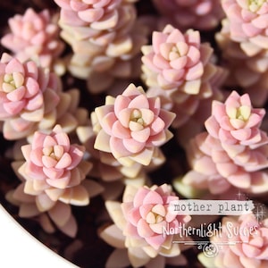 3 x leaves, 1 or 3 x cuttings - Sedeveria Pink Granite - rare beautiful purple mini succulent