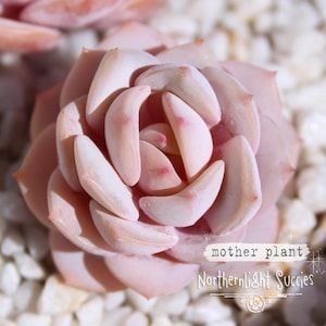 Farina Succulent - Etsy Sweden