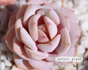 Echeveria Lepe (Laui x Lola) - 1 baby - pink farina super rare Korean succulent