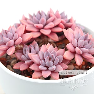 Könnte beinhalten: Nahaufnahme einer Sukkulentenpflanze mit rosa und lila Blättern in einem weißen Keramiktopf. Die Sukkulente hat mehrere Rosetten, wobei die Blätter spiralförmig angeordnet sind. Der Topf ist mit kleinen Kieselsteinen gefüllt. Der Text "mother plant" und "gull&a plantor" ist sichtbar.