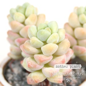 3 x leaves for propagation - Sedum treleasei - chubby soft pink peachy succulent