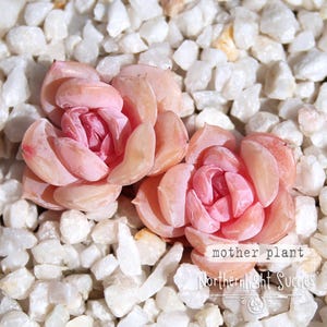 Op de afbeelding: Twee vetplanten met roze en perzikkleurige bloemblaadjes worden getoond op een bed van witte kiezels. De tekst "mother plant" is zichtbaar, samen met de naam "Northernlight Succies". De planten hebben een rozetvorm.