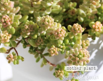 Sedum orizifolium / Golden Rice variegated - 1 unrooted cutting - rare succulent stonecrop