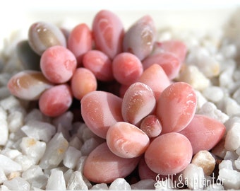 1 x Baby Sukkulente - Pachyphytum contrerasii - super seltene süße rosa gelbe Sukkulente