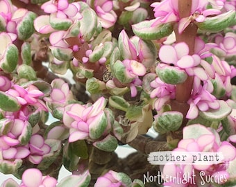Portulacaria Afra Pink / dreifarbig Elefant / Regenbogenstrauch - 1 bewurzelter Steckling - rosa weiße Sukkulente