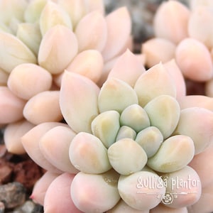 Op de afbeelding: Close-up van een vetplant met lichtroze en groene bladeren. De bladeren zijn dik en vlezig, gerangschikt in een rozetpatroon. De plant heeft een zacht, pastelkleurig kleurenpalet, met een vage achtergrond.