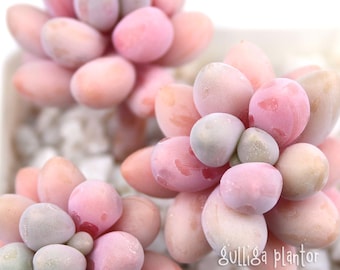 Graptophytum Bianco (Air Magic: Gpet mendozae x Pphy Babyfinger) - 1 muda, 1 broto ou 2 folhas - suculenta extremamente rara