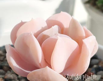 Echeveria Exotic (runyonii Topsy Turvy x Laui) - 1 Baby - seltene koreanische Sukkulente