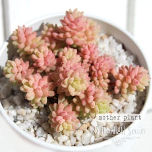 Sedum Little Sun - 1 plant, 1 cutting or 3 leaves - mini succulent stonecrop