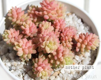 Sedum Little Sun - 1 pianta, 1 talea o 3 foglie - mini succulenta