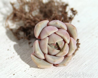 1 x rosace - Echeveria Clara - nouvelle succulente coréenne rare jaune orangé