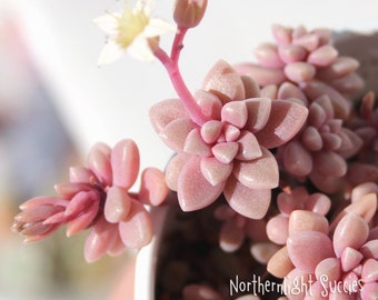 2 x leaves for propagation - Graptopetalum mirinae - adorable pink chubby mini succulent