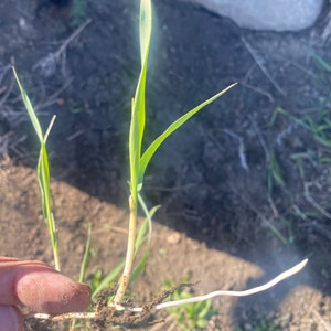 May include: Close-up of a green grass plant with white roots. The plant is growing in the ground and has a few leaves.