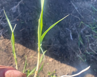 Sweetgrass (Hierochloe odorata) grass has emerged from its winter sleep and is waiting for you to start your own Sweetgrass garden.
