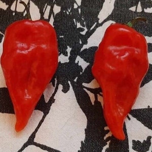 Ghost Pepper Seeds 20+