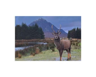 Scotland Postcard - Glencoe Stag