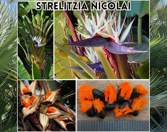 Semi di Strelitzia Nicolai 10-1000 Gigante Bianco Uccello del Paradiso Raro Esotico Bulk