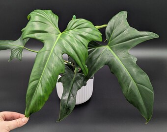 Philodendron Golden Dragon; Green Golden Dragon; Golden Dragon Green - Exact Plant