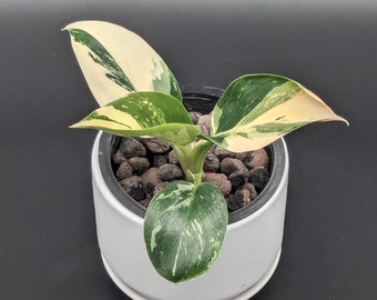 Philodendron Green Congo Variegated; True Species; High Variegation