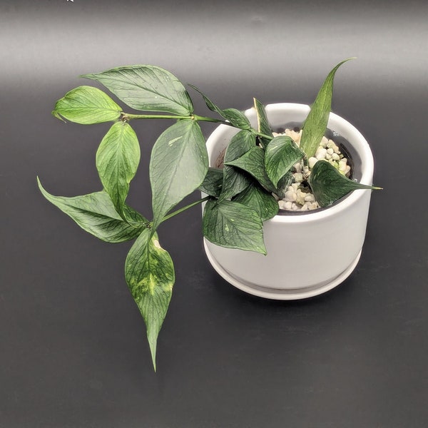Hoya Polyneura - Two Plants Per Pot