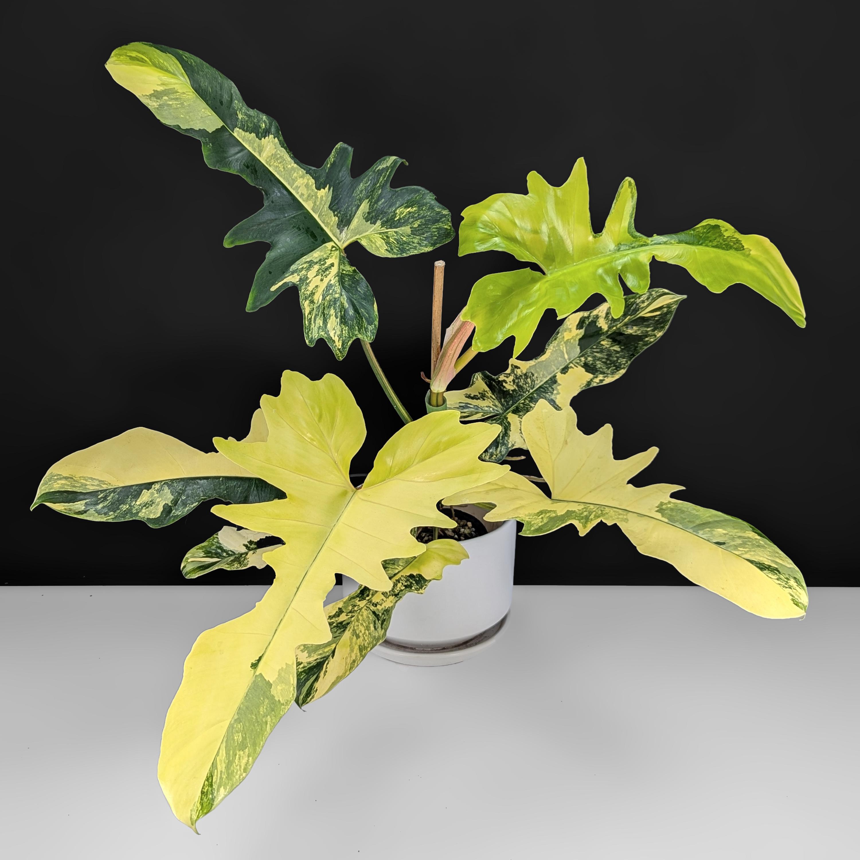 Philodendron Kitina; Florida Beauty x Mayoi - Exact Plant; Large