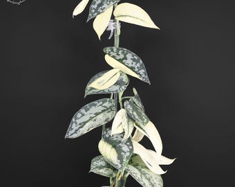 Scindapsus Matcha (maharlika); Green on Green - Exact Plant; US