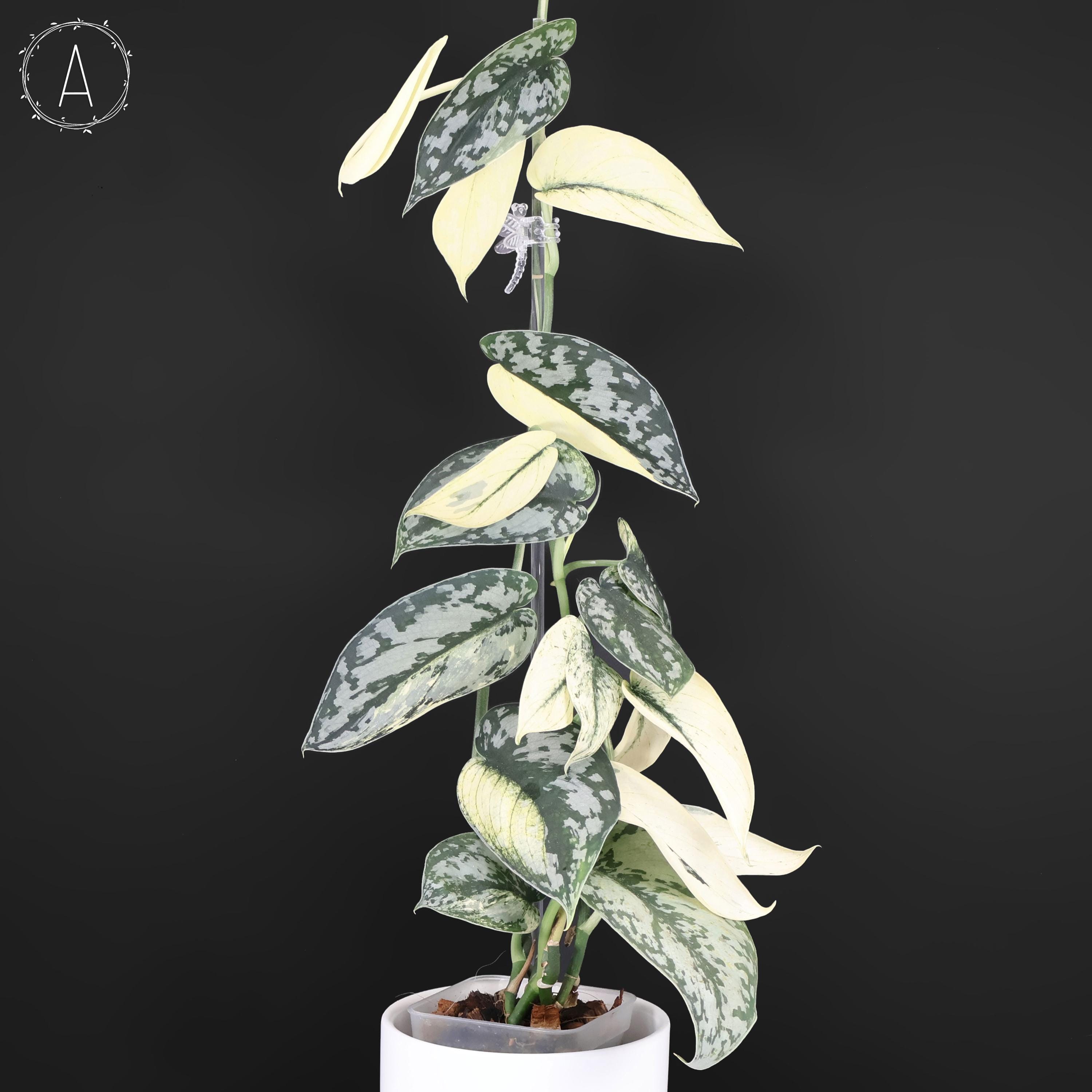 Scindapsus Mariposa - Etsy