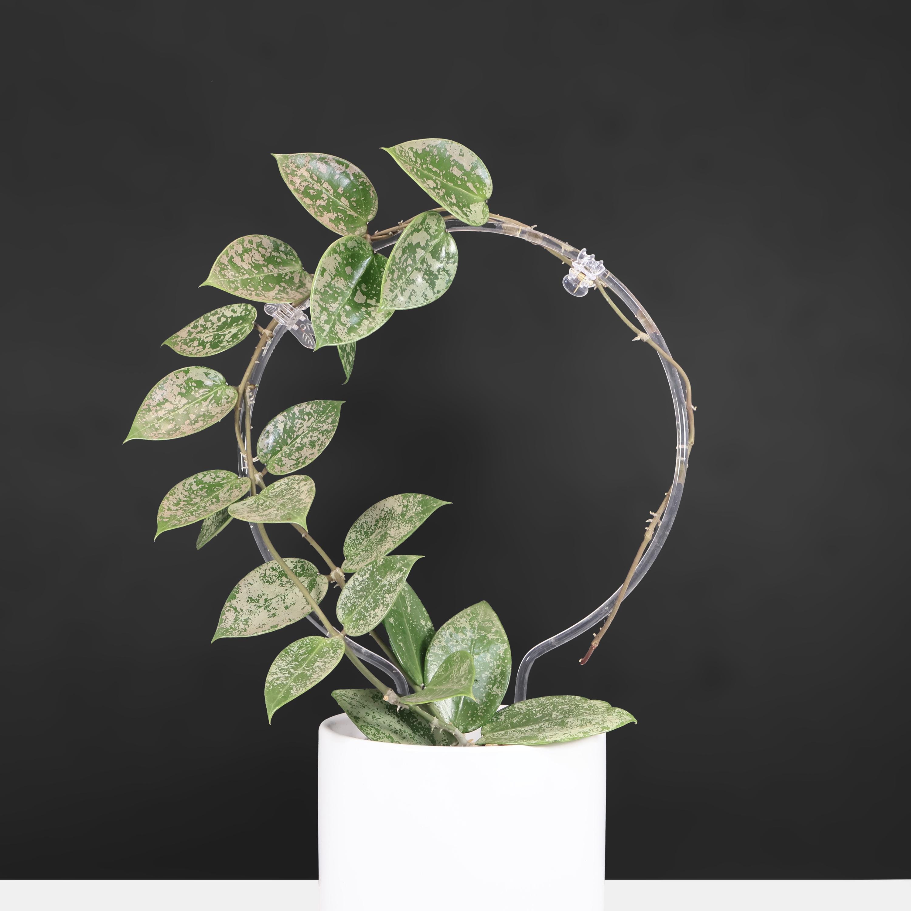 Hoya Verticillata Silver Heart Splash - Exact Plant