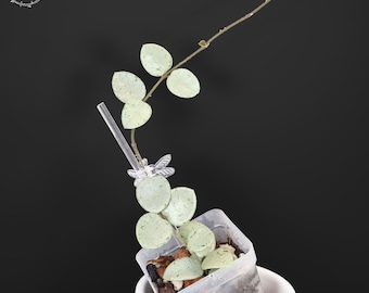 Hoya Mathilde 'grey Fairy', Rare Unicorn Hoya, Indoor Plant