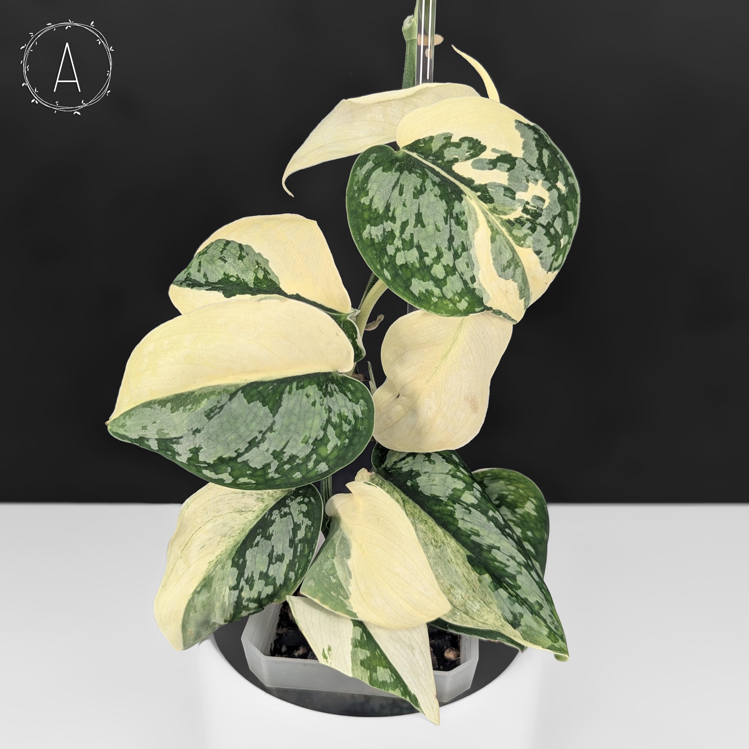 Scindapsus Mariposa スキンダプサス・マリポーサ Scindapsus Mariposa 3” – Rare Foliage Plant Co