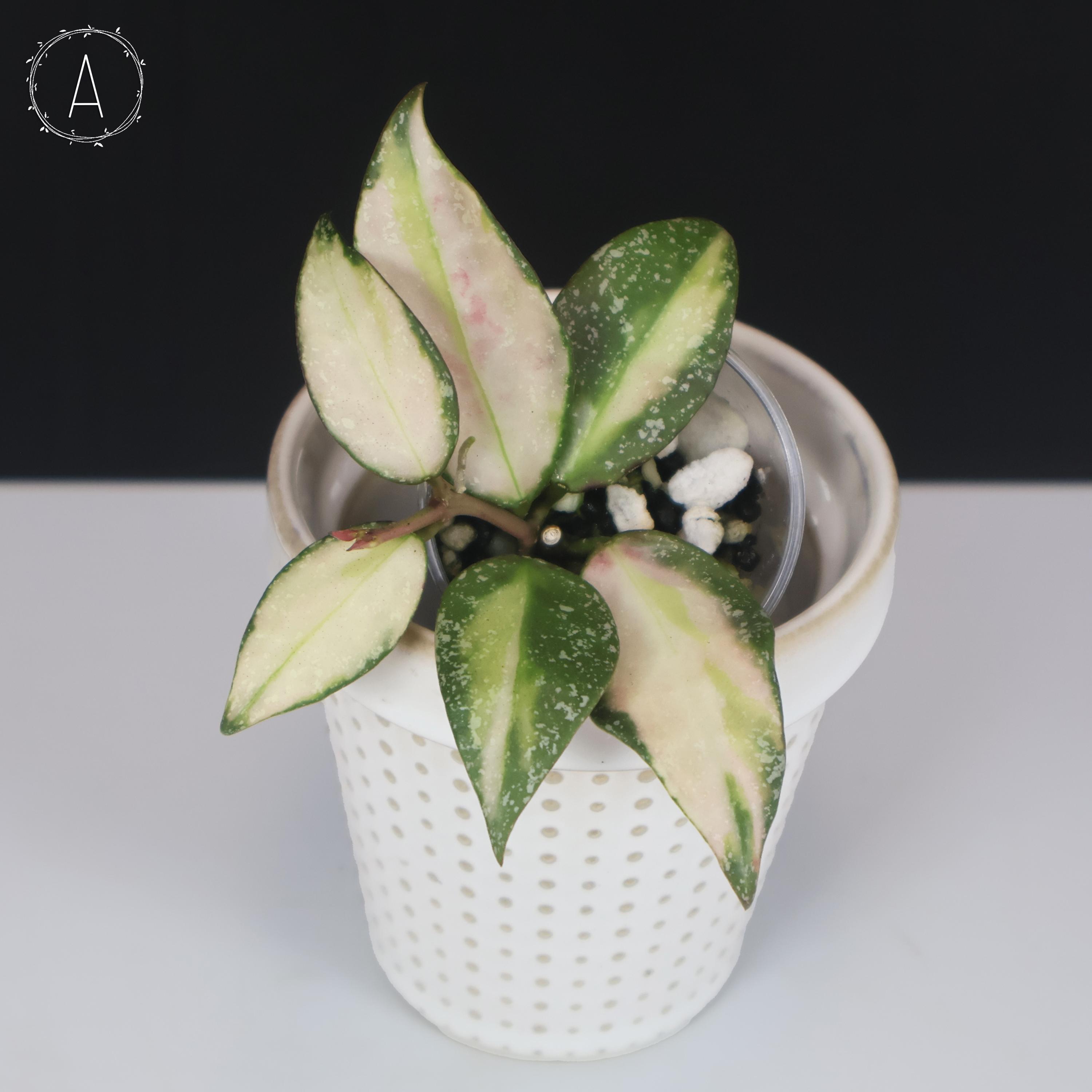 Hoya Nabawanensis Variegated - Etsy