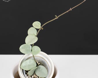 Hoya Mathilde 'grey Fairy', Rare Unicorn Hoya, Indoor Plant