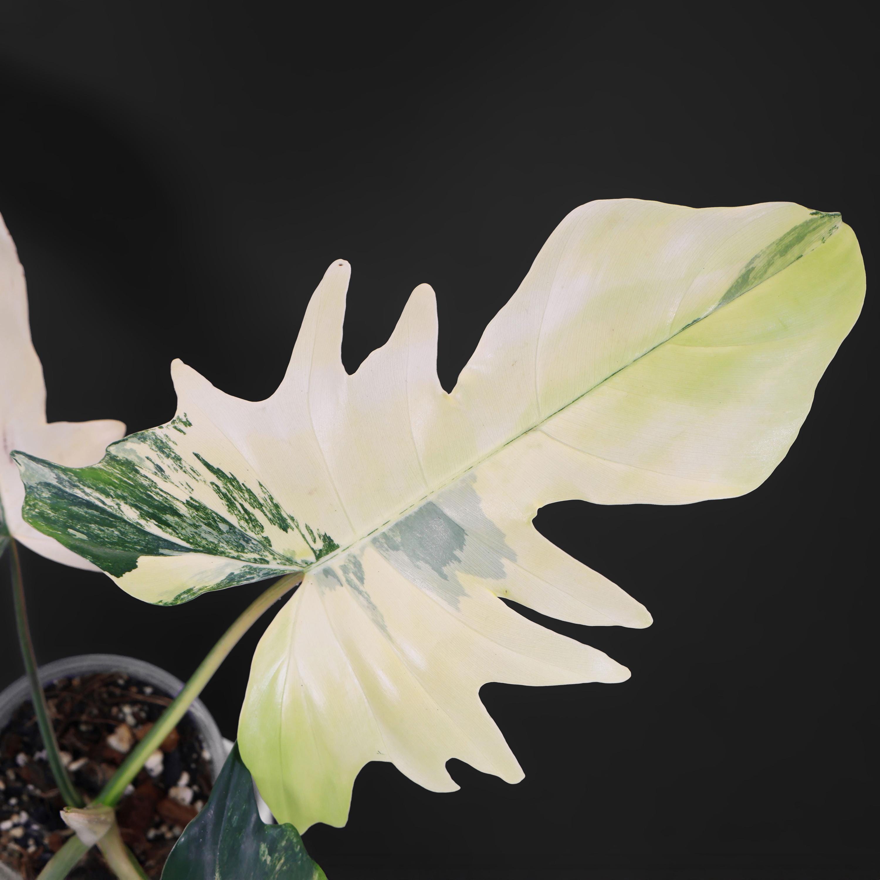 Philodendron Kitina (florida Beauty X Mayoi) - Exact Plant; Fully