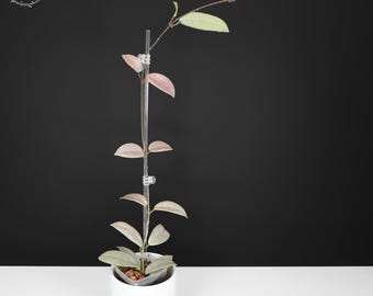 Hoya Wilbur Graves Silver - Exact Plant; Fully Rooted; Multiple Growth Points