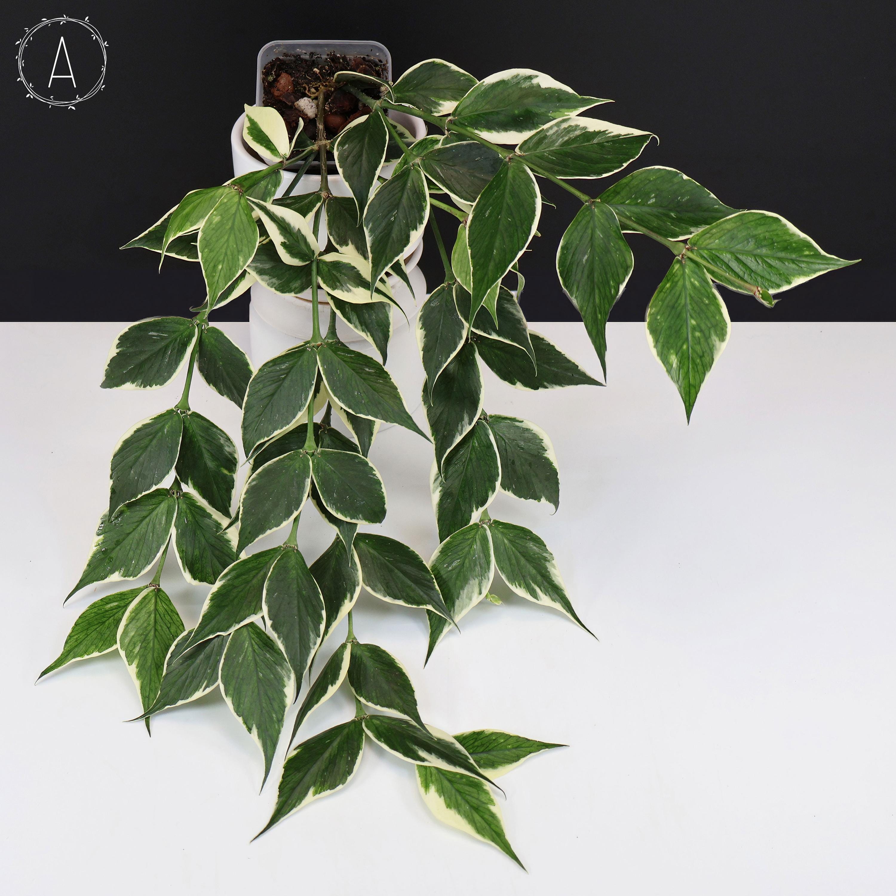 Hoya Polyneura Albomarginata - Exact Plant - Etsy