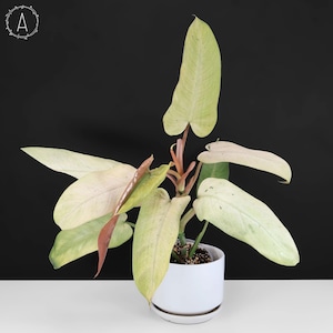 Philodendron Whipple Way (US Clone) - Exact Plant; Large, Mature, Fully  Rooted - Etsy