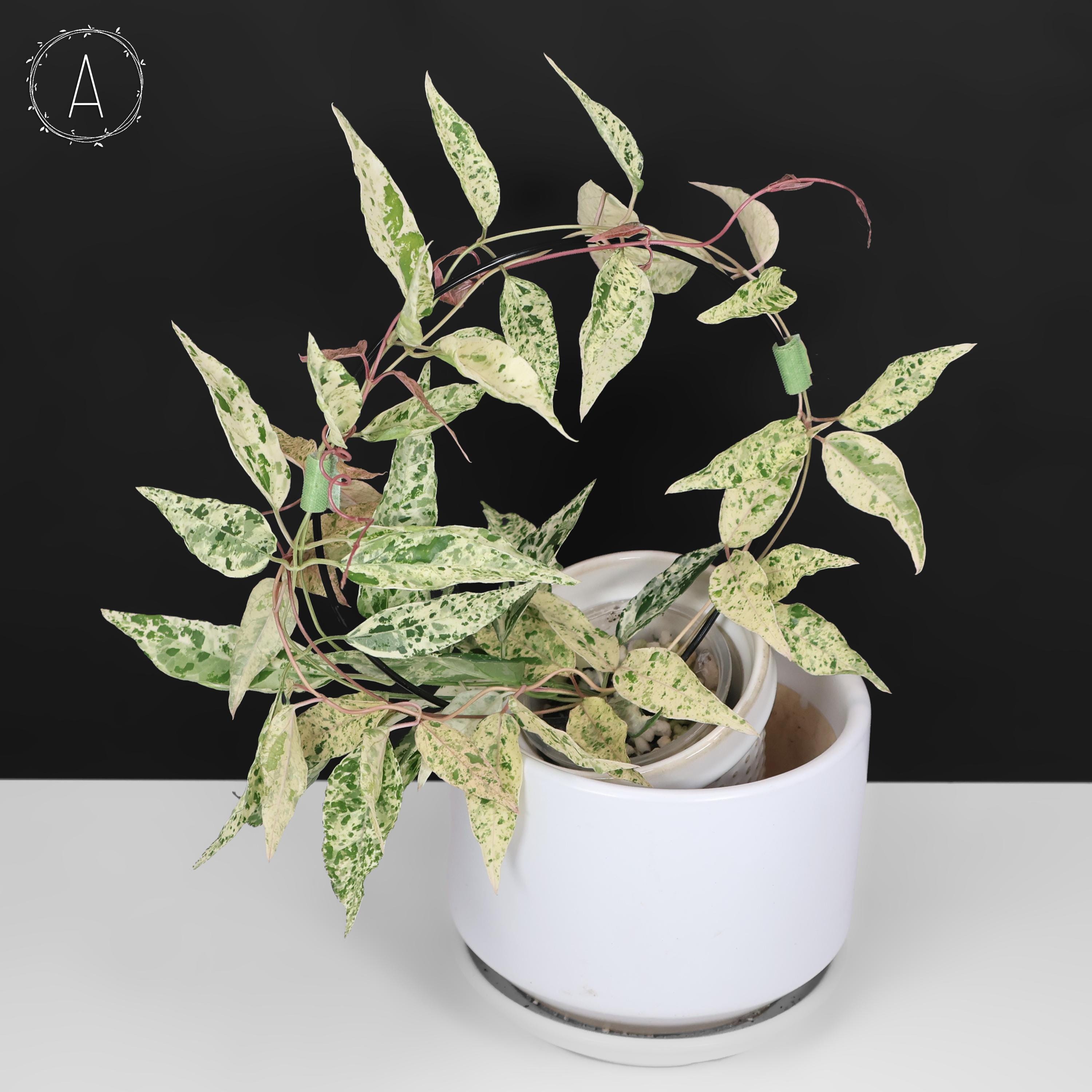 hoya nabawaensis variegated カット苗 Hoya nabawanensis (variegated