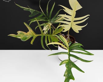 Philodendron Florida Beauty X Tortum Extremely Rare Plant Exact