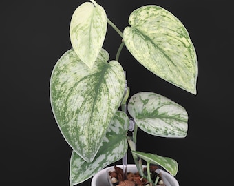 Scindapsus Matcha (maharlika); Green on Green - Exact Plant; US