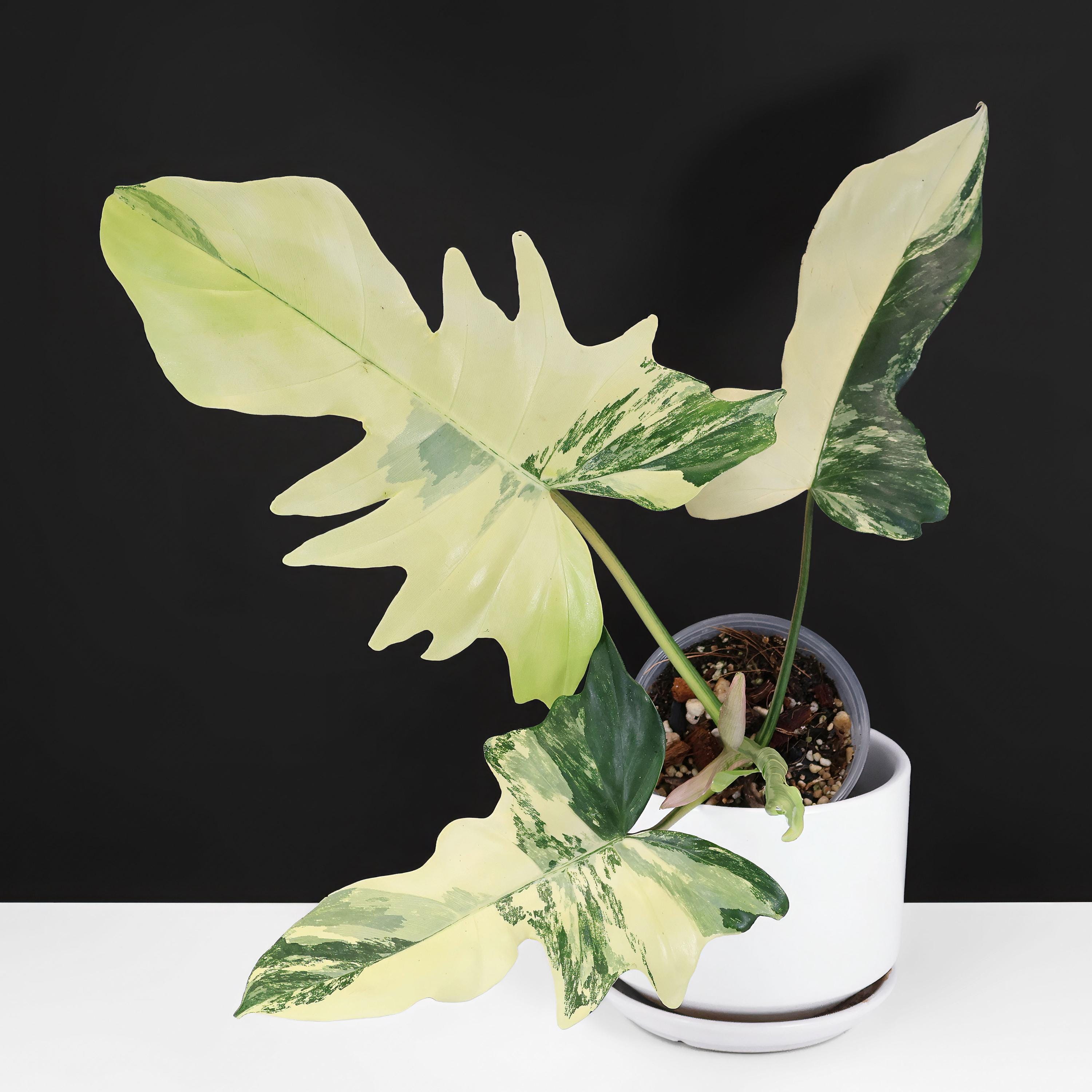 Kitina Philodendron 🌿 'Kitina'　キティナ Philodendron – and Beautiful 🌿 Plant Collector's Rare その他観葉植物