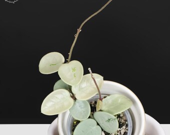 Hoya Mathilde 'grey Fairy', Rare Unicorn Hoya, Indoor Plant
