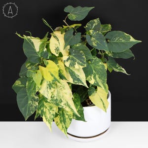 Fallopia Multiflora Aurea Variegated - Exact Plant; Fully Rooted; US Seller