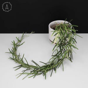 Hoya Linearis; Fully Rooted; Multiple Vines Per Pot; Large Established Long Vines - Exact Plant