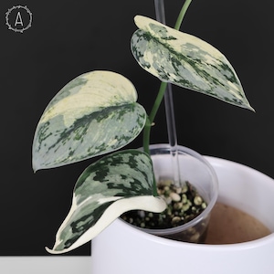 Scindapsus Lakambini - Etsy