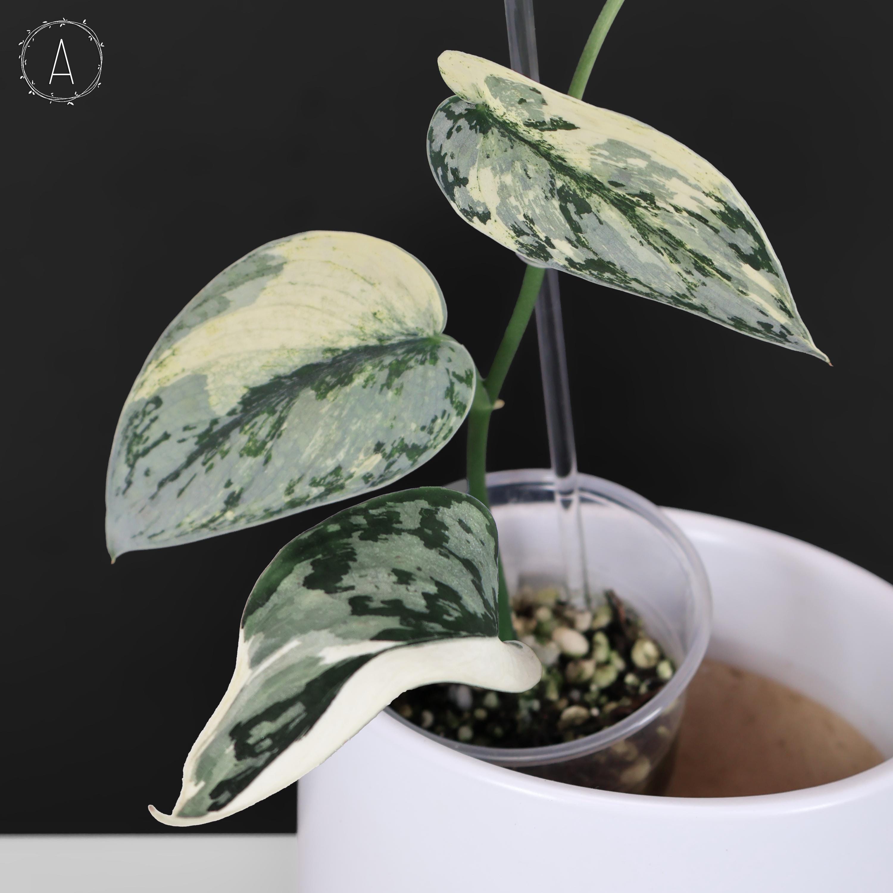 Scindapsus Lakambini - Etsy