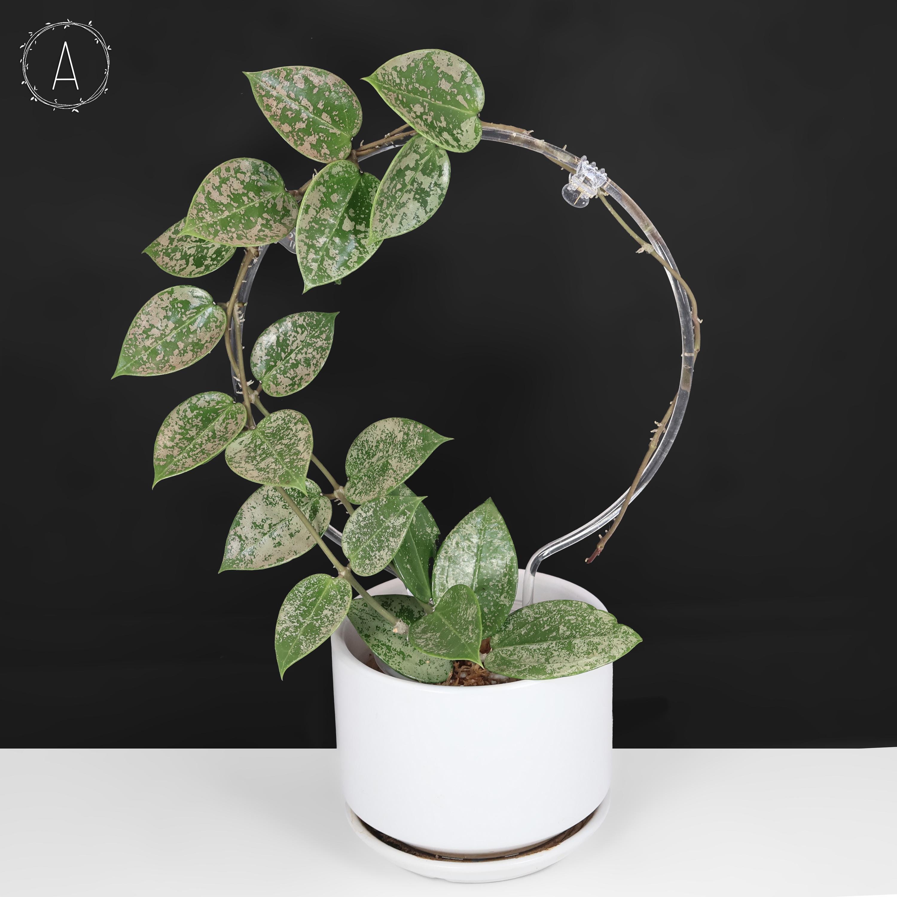 その他観葉植物 Hoya Veilata silver heart Hoya Verticillata Silver Heart Splash - Exact Plant