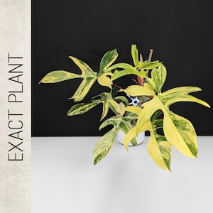 Philodendron Florida Beauty Variegated - Exact Plant; Large, Mature Plant, Fully Rooted; US Seller