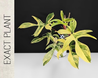 Philodendron Florida Beauty Variegated - Exact Plant; Large, Mature Plant, Fully Rooted; US Seller